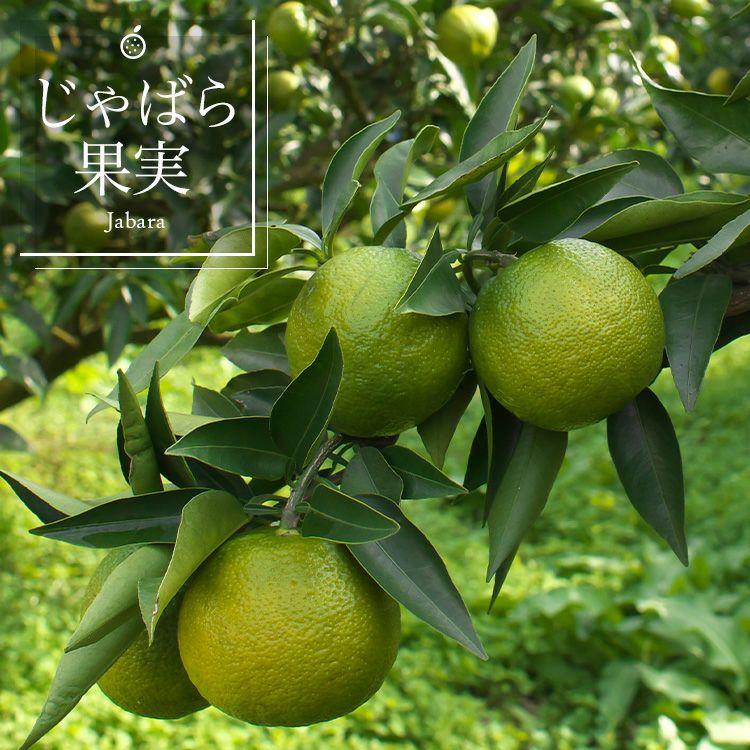今年度分は完売となりました。】 じゃばら果実(10kg)×1箱 | じゃばら村